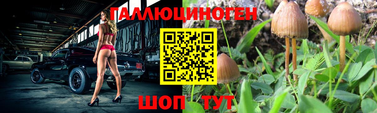 Псилоцибиновые грибы Psilocybe Череповец
